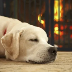 Relaxdays Schwarzes Absperrgitter 70 Cm Hoch -lionelo || HAUCK || Kinderkraft Verkäufe 273546141981c5f086f32a5b681d67c3